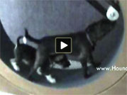 Jumbo & Rumpus fight for the privilege