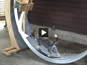 Another HoundRound video; Rumpus on the Giant HoundRound dog exerciser.